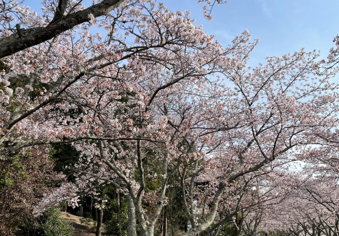 花見日和