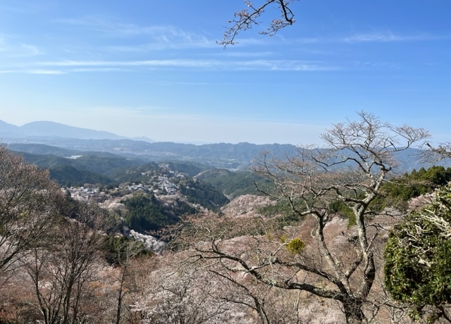 お花見