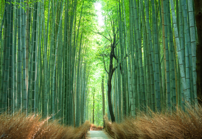 京都旅行