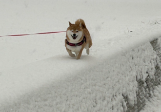 雪の日の旅行