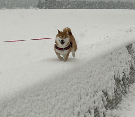 雪の日の旅行