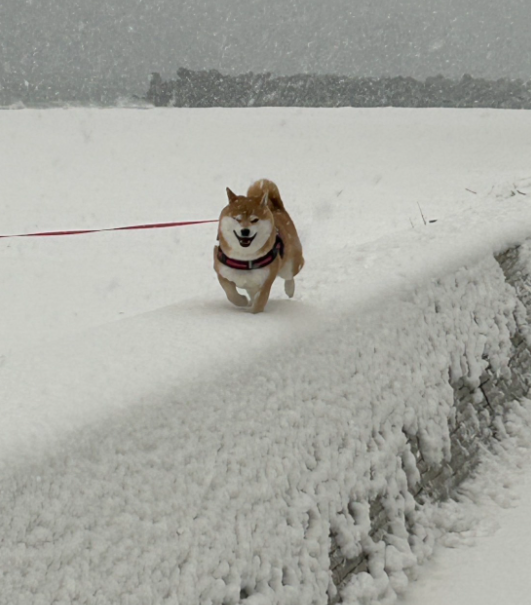 雪の日の旅行